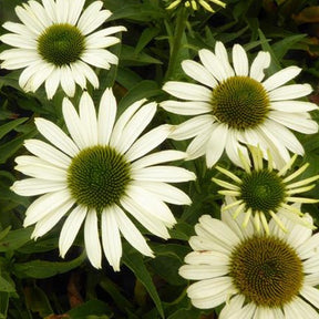 Rudbeckia pourpre Sunseekers White Perfection - Echinacea - Echinacea purpurea apecssiwh sunseekers white - Plantes