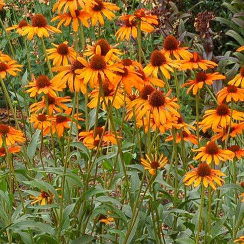 Rudbeckia  Tiki Torch - Echinacea - Willemse