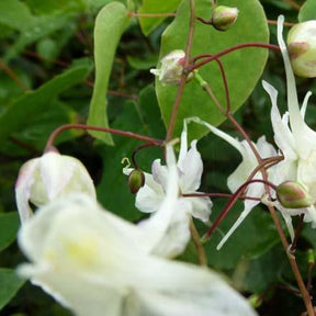 Epimedium à grandes fleurs - Epimedium grandiflorum - Willemse