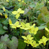 Epimedium perralderianum - Willemse