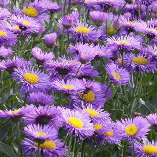 Vergerette Dunkelste Aller - Erigeron - Erigeron dunkelste aller - Plantes