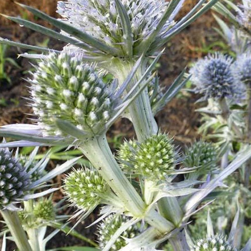 Panicaut de Bourgat - Willemse