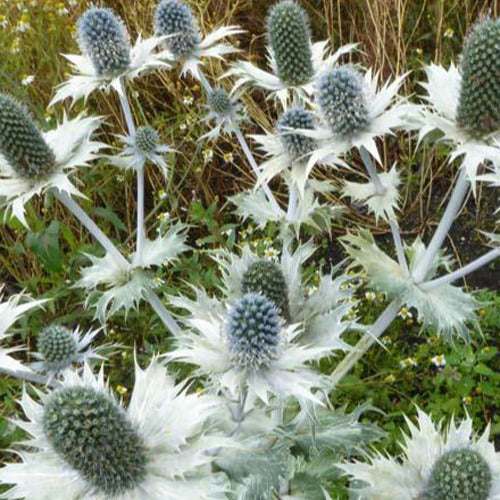 Panicaut géant - Eryngium giganteum - Plantes