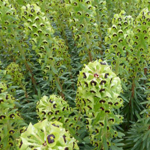 Euphorbe characias Black Pearl - Euphorbia characias black pearl - Plantes