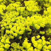 Euphorbe petit-cyprès Clarice Howard - Euphorbia cyparissias clarice howard - Plantes