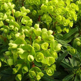 Euphorbe Redwing - Euphorbia charam redwing - Plantes