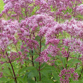 Eupatoire maculée Atropurpureum - Eupatorium maculatum atropurpureum - Plantes