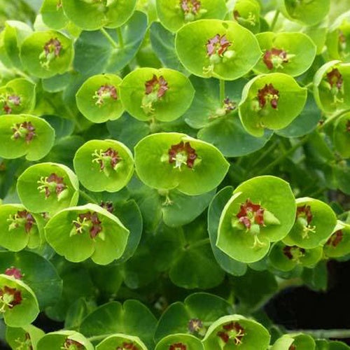 Euphorbe de Martin Baby Charm - Euphorbia martinii baby charm - Plantes