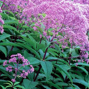 Eupatoire maculée Gateway - Eupatorium maculatum gateway - Plantes