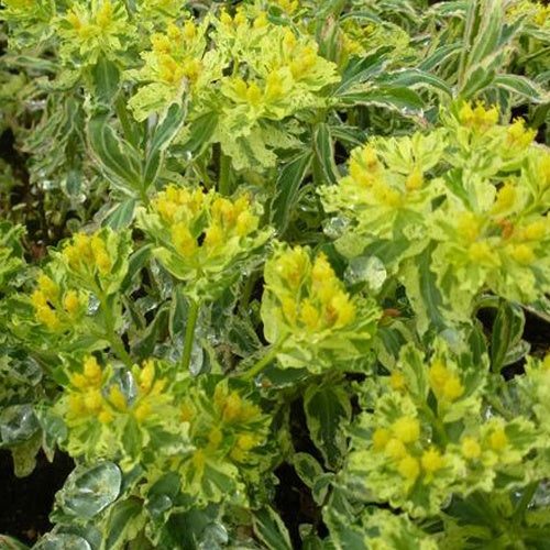 Euphorbe polychrome Variegata - Euphorbia polychroma variegata - Plantes