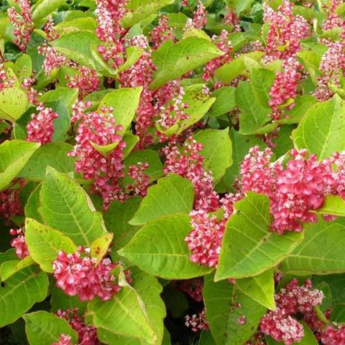 Renouée du Japon - Reynoutria compacta - Plantes