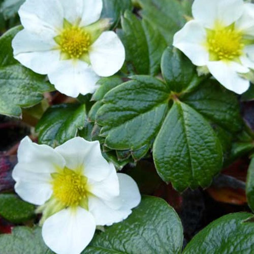 Fraisier du Chili - Fragaria chiloensis - Plantes