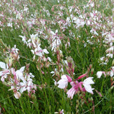 2 Gauras blancs et roses en mélange - Gaura lindheimeri - Plantes