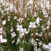 Gaura Snowstorm - Gaura lindheimeri snowstorm - Plantes