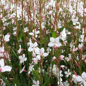 Gaura Snowstorm - Gaura lindheimeri snowstorm - Plantes