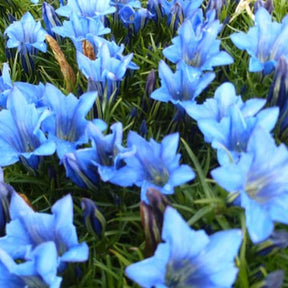 Gentiane chinoise d'automne - Gentiana sino-ornata - Plantes vivaces