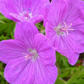 Géranium vivace sanguin Cedric Morris - Geranium sanguineum cedric morris - Plantes