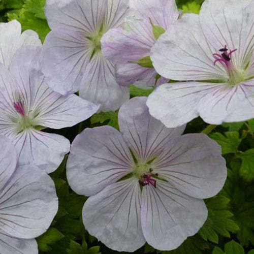 Géranium vivace Lilac Ice - Geranium lilac ice - Plantes