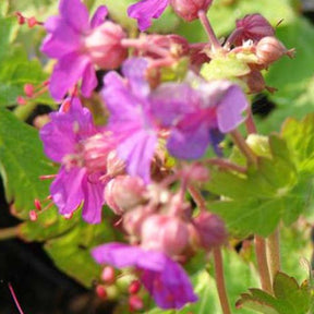 Géranium vivace Czakor - Geranium macrorrhizum czakor - Plantes