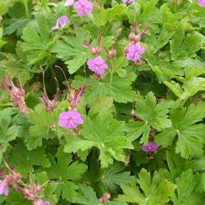 Géranium vivace Czakor - Geranium macrorrhizum czakor - Plantes vivaces