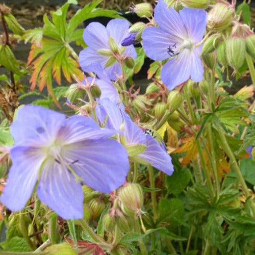 3 Géraniums vivaces hybrides Saint Ola - Geranium pratense - Plantes