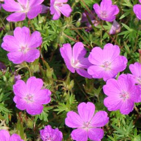 Géranium vivace sanguin Aviemore - Geranium sanguineum aviemore - Plantes