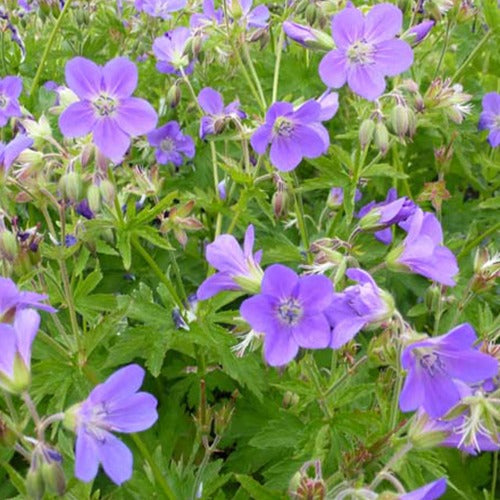 Géranium vivace des bois Mayflower - Geranium sylvaticum mayflower - Plantes