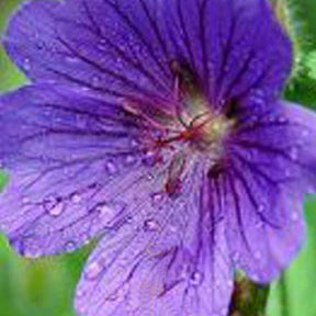 Géranium vivace sanguin Shooting Star - Geranium sanguineum shooting star - Plantes