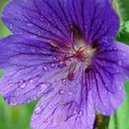 Géranium vivace sanguin Shooting Star - Geranium sanguineum shooting star - Plantes