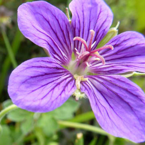 Géranium vivace de Sibérie - Geranium wlassovianum - Plantes