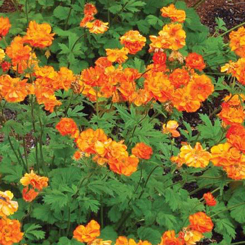 Benoîte Firestorm - Geum fire storm - Plantes