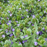 3 Lierres terrestres - Glechoma hederacea - Plantes