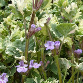 3 Lierres terrestres panachés - Glechoma hederacea variegata - Plantes