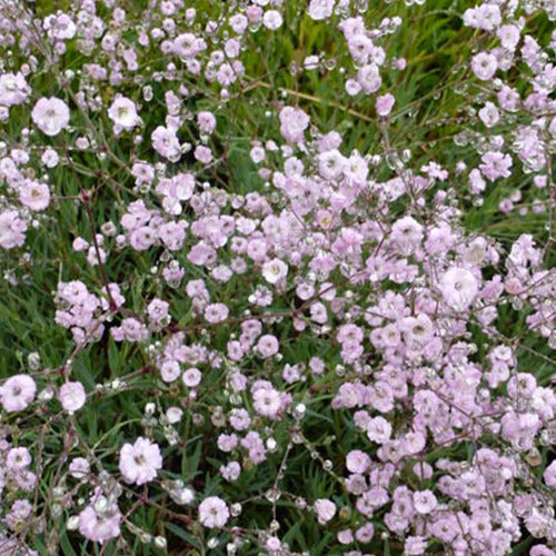 3 Gypsophiles Schneeflocke - Gypsophila rosenschleier - Plantes