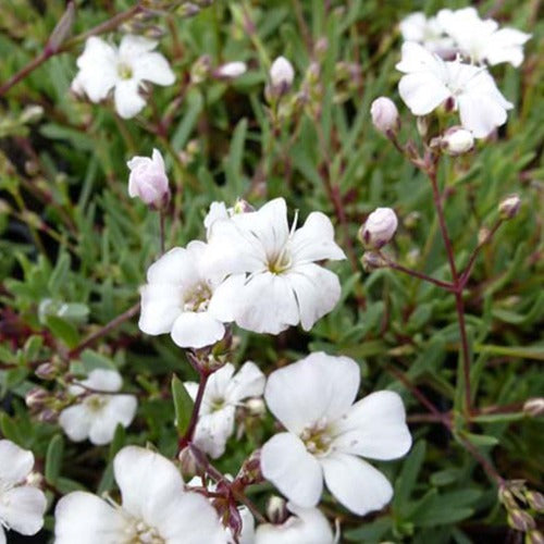 3 Gypsophiles rampantes Rosea - Gypsophila repens alba - Plantes