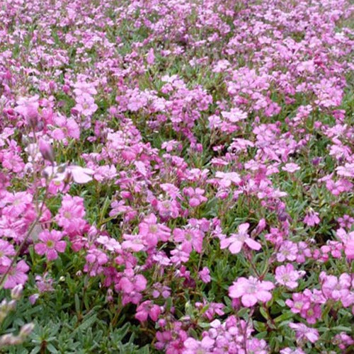 3 Gypsophiles Rosenschleier - Gypsophila repens rosea - Plantes