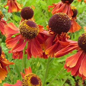 Hélénie Moerheim Beauty - Helenium moerheim beauty - Plantes