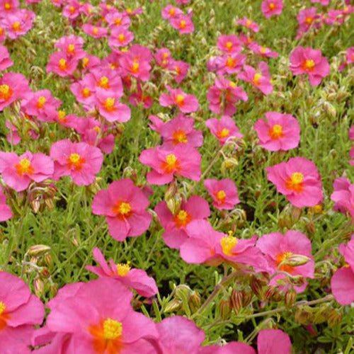 Hélianthème Ben Hope - Helianthemum ben hope - Plantes