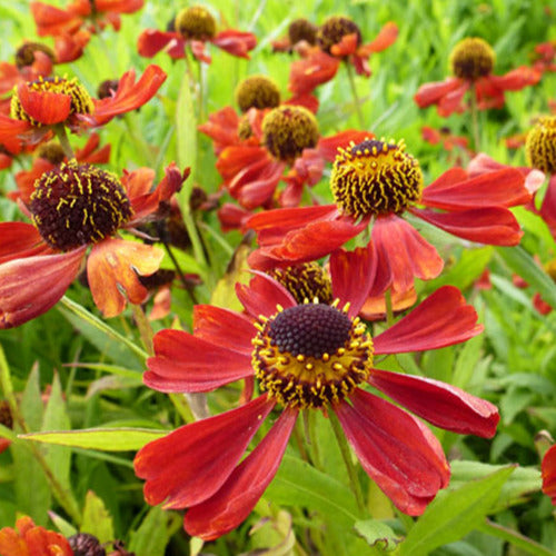 Hélénie Rubinzwerg - Helenium rubinzwerg - Plantes