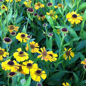 Hélénie Wyndley - Helenium wyndley - Plantes