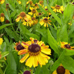 Hélénie Wyndley - Helenium wyndley - Plantes vivaces