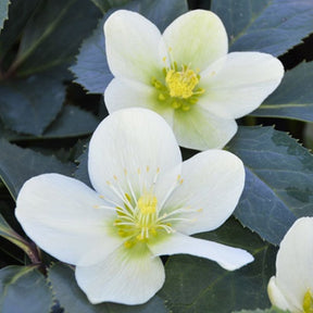 Hellébore Snow Love - Helleborus nigercors snow love - Plantes