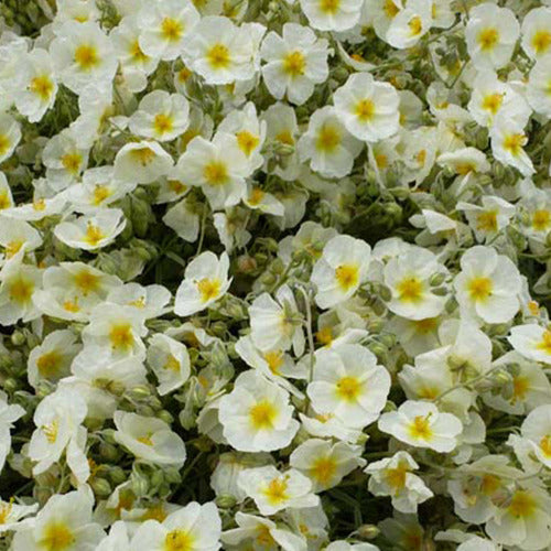 3 Hélianthèmes The Bride - Helianthemum the bride - Plantes