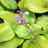 Hosta Sum and Substance - Hosta sum and substance - Plantes