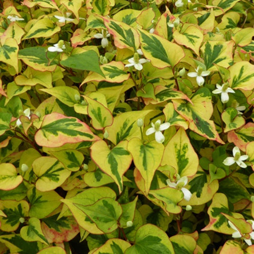 Houttuynia cordata Pied Pipper - Willemse