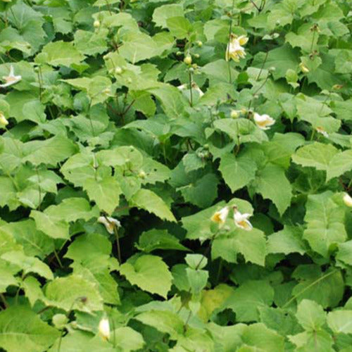 Fleur de cire de Corée - Kirengeshoma koreana - Plantes