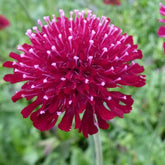 Petite scabieuse de Macédoine Mars Midget - Knautia macedonica mars midget - Plantes