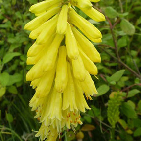 Tritoma Lemon Popsicle - Kniphofia lemon popsicle ( popsicle series ) - Plantes