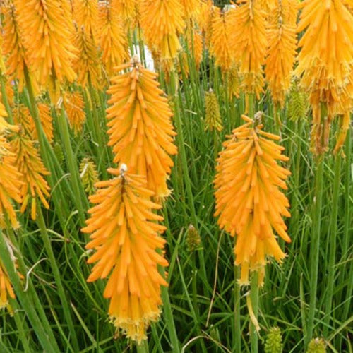 Tritoma Mango Popsicle - Kniphofia mango popsicle ( popsicle series ) - Plantes