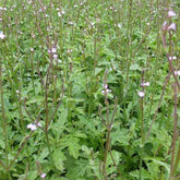 Verveine officinale - Verbena officinalis - Plantes